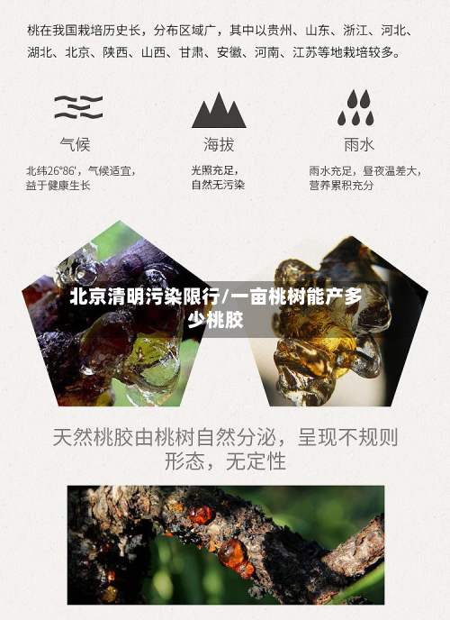 北京清明污染限行/一亩桃树能产多少桃胶