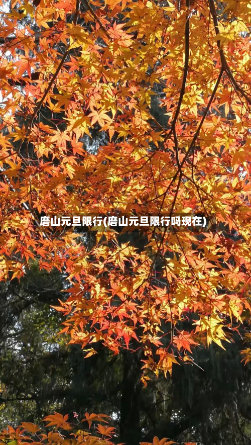磨山元旦限行(磨山元旦限行吗现在)-第3张图片