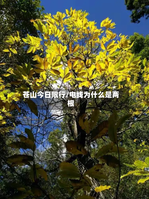 苍山今日限行/电线为什么是两根-第3张图片